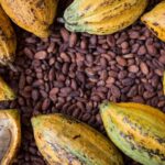 Ivory Coast Cocoa Traceability Stalls at 48% as EU Deforestation Rules Near