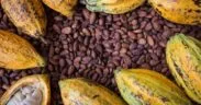 Ivory Coast Cocoa Traceability Stalls at 48% as EU Deforestation Rules Near