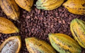 Ivory Coast Cocoa Traceability Stalls at 48% as EU Deforestation Rules Near