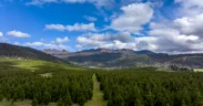 New Forests Launches $700 Million Global Natural Capital Fund With Carbon, Biodiversity Investments