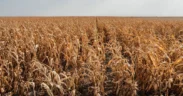 The Super El Niño Is Coming. What Does That Mean for Crops?