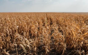 The Super El Niño Is Coming. What Does That Mean for Crops?