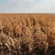 The Super El Niño Is Coming. What Does That Mean for Crops?