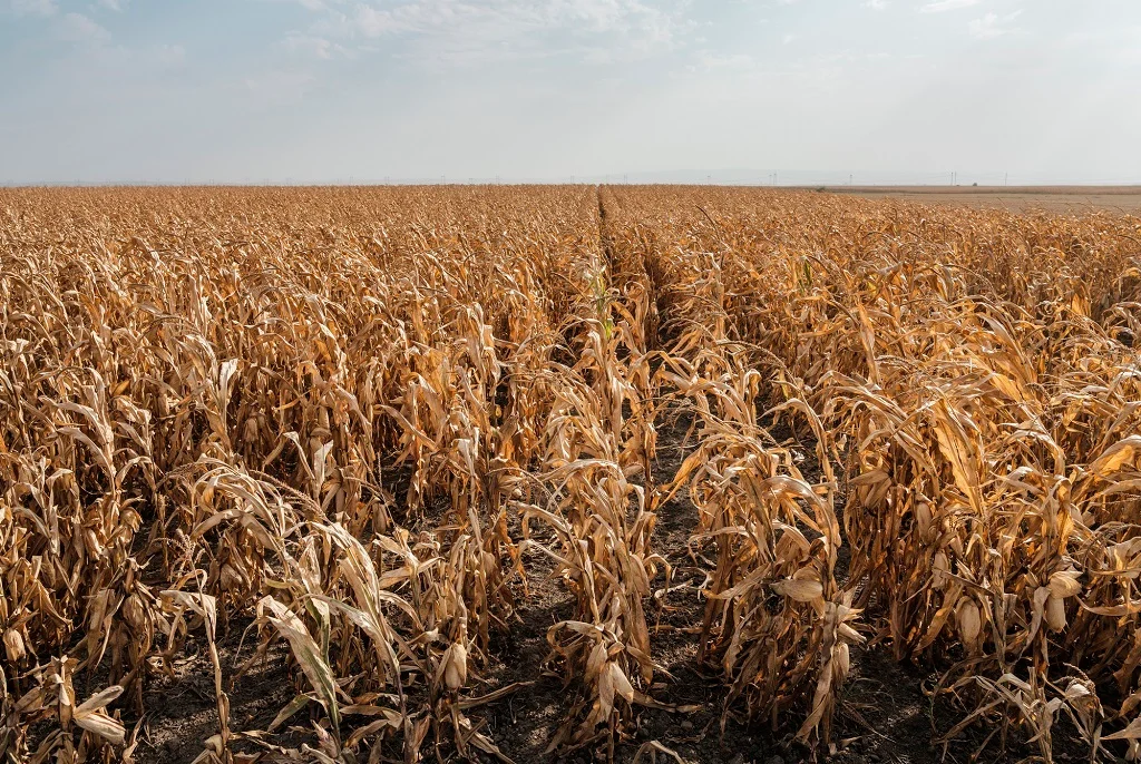 The Super El Niño Is Coming. What Does That Mean for Crops?