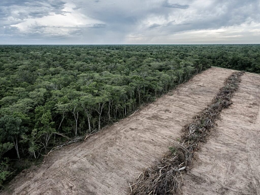 UK Government Steps Up Action to Tackle Illegal Deforestation in Supply Chains
