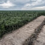 UK Government Steps Up Action to Tackle Illegal Deforestation in Supply Chains