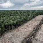 UK Government Steps Up Action to Tackle Illegal Deforestation in Supply Chains