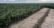 UK Government Steps Up Action to Tackle Illegal Deforestation in Supply Chains