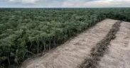 UK Government Steps Up Action to Tackle Illegal Deforestation in Supply Chains