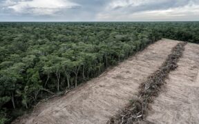 UK Government Steps Up Action to Tackle Illegal Deforestation in Supply Chains